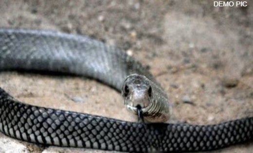 सांकरा : जहरीले सांप के काटने से महिला की मौत   