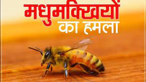 13 स्कूली बच्चे और 1 शिक्षक मधुमक्खियों के हमले से घायल - CG Sandesh