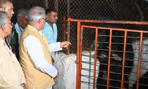 श्री चंडी माता मंदिर में मुख्यमंत्री ने किए दर्शन, भालुओं को... - CG Sandesh