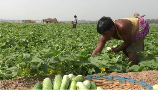  महासमुंद में किसान कर रहे रेत में खेती, डेढ़ गुना ज्यादा हो... - CG Sandesh