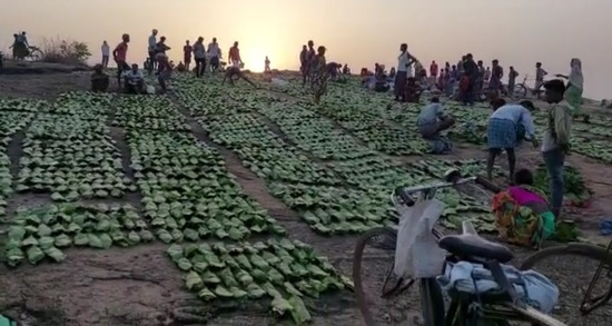 महासमुंद : तेंदूपत्ता बना ग्रामीणों के आजीविका का साधन, 75 स... - CG Sandesh