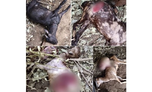 महासमुंद : गांव में घुसा खूंखार तेंदुआ, 5 बकरियों का किया शि... - CG Sandesh