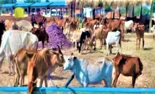 महासमुंद : जिले के दो गौठानों में 20 जुलाई से शुरू होगी गौमू... - CG Sandesh