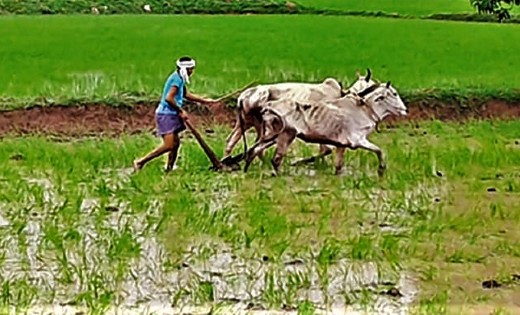 महासमुंद : पीएमएफबीवाई के तहत किसानों को आवेदन करने की आखिरी... - CG Sandesh