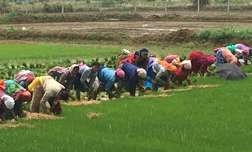 महासमुंद : अच्छी बारिश से किसानों के खिले चेहरे, 68 हजार किस... - CG Sandesh