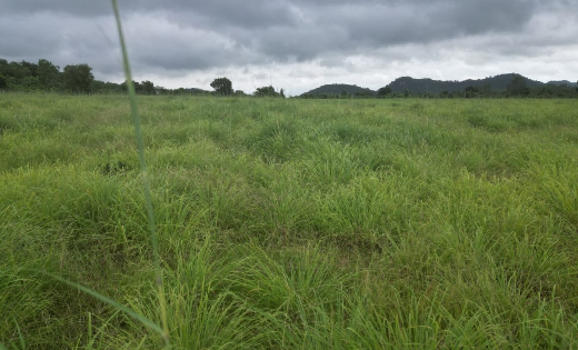 लेमनग्रास अब छत्तीसगढ़ में : 800 एकड़ से अधिक रकबा में लेमनग्र... - CG Sandesh