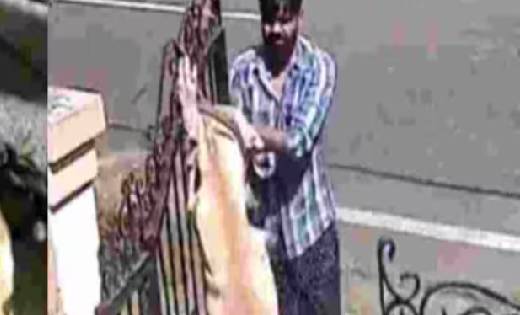 कुत्ते को फांसी पर लटकाया, 3 के खिलाफ केस दर्ज - CG Sandesh