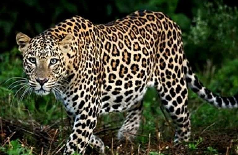 बड़ी खबर : करंट की चपेट में आ जाने से हाथी की मौत... - CG Sandesh