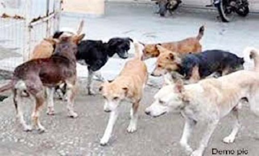 राजधानी में आवारा कुत्तों ने मेडिकल कालेज के डॉक्टर को नोचा - CG Sandesh