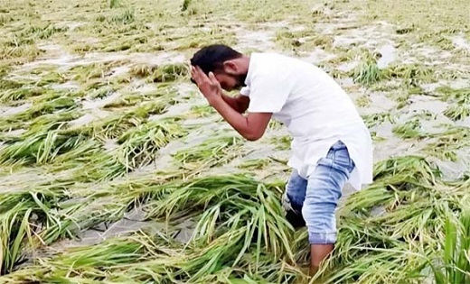 बेमौसम बारिश से फसलें हो रही बर्बाद ठंड बढ़ने से जन-जीवन अस्... - CG Sandesh
