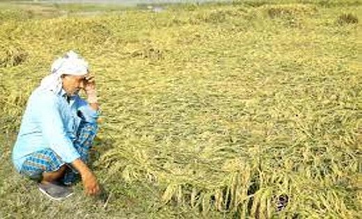 छत्तीसगढ़ में मिचौंग तूफान का असर, धान के फसलों को पहुंचाया न... - CG Sandesh