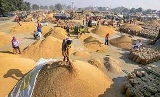 प्रदेश में अब तक 35.58 लाख मीट्रिक टन धान खरीदी - CG Sandesh
