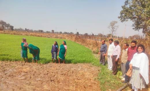 महासमुंद : जिले में पहली बार कुपोषण को दूर करने लहलहाती रागी... - CG Sandesh