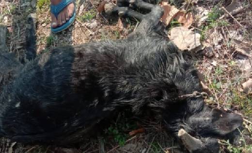सरायपाली : बकरी चराते समय खेत में करंट की चपेट में आने से मौत