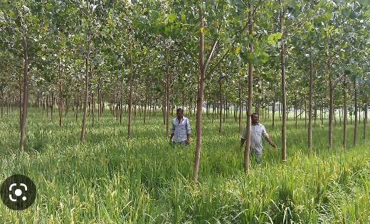 हरियाली से खुशहाली: 500 एकड़ में वृहत वृक्षारोपण - CG Sandesh