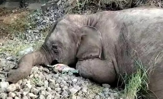  ट्रक की चपेट में आने से तीन नवजात हाथियों की मौत...आरोपी चा... - CG Sandesh