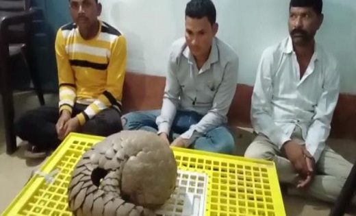 CG : जिंदा पेंगोलिन के साथ पकड़े गए तीन तस्कर - CG Sandesh