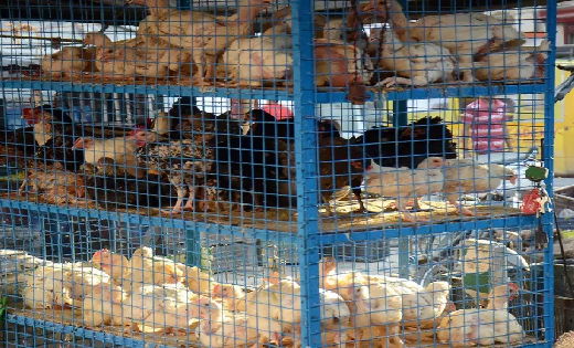 छत्तीसगढ़ में 22 जनवरी को बंद रहेंगे पशुवध गृह और मांस बिक्री... - CG Sandesh