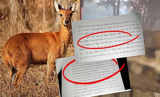 जंगल सफारी में 17 चौसिंगों की मौत, जांच रिपोर्ट में हुआ बड़ा... - CG Sandesh