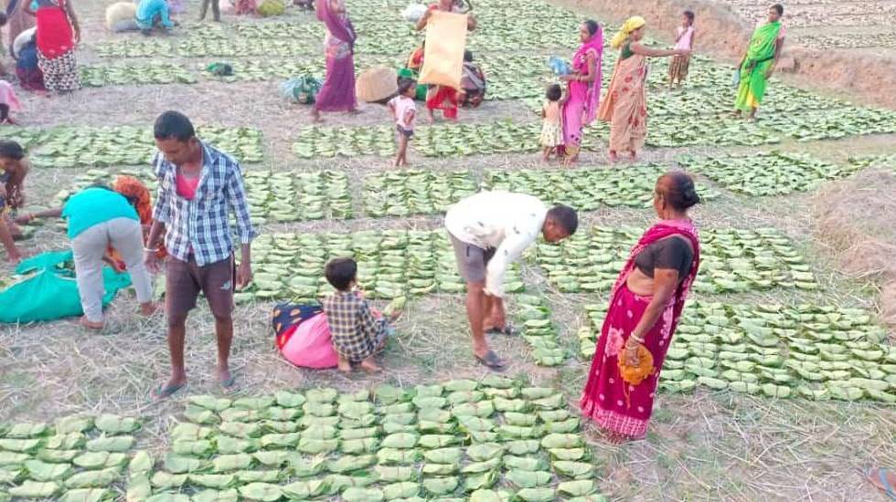 तेंदूपत्ता पारिश्रमिक से बच्चों की पढ़ाई हो रही है आसान - राक... - CG Sandesh