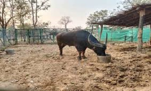 वन विभाग जारी किया खंडन : 40 नहीं 25 लाख रुपए वन भैसों के लि... - CG Sandesh
