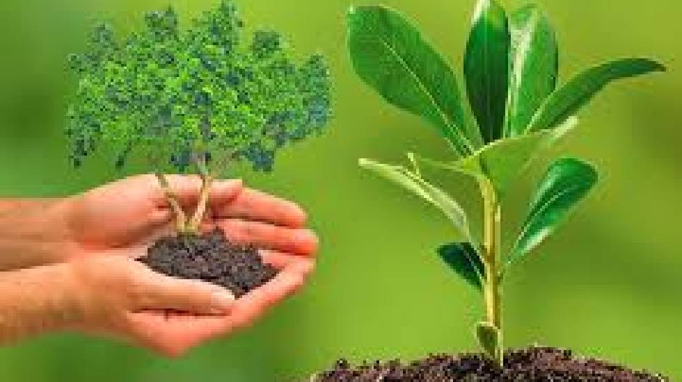 छत्तीसगढ़ में हरियाली को बढ़ाने विशेष अभियान - CG Sandesh