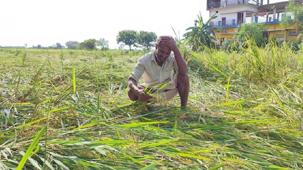 CG : ओलावृष्टि से धान की फसल को हुए नुकसान की क्षतिपूर्ति दि... - CG Sandesh