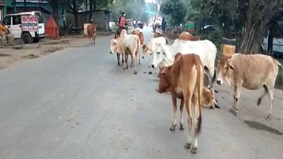 सड़कों से मवेशियों को सख्ती पूर्ण हटाएं - कलेक्टर - CG Sandesh