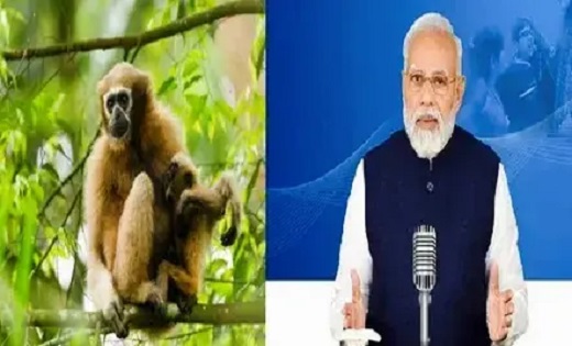 Mann Ki Baat 113th : पीएम मोदी ने बताई 'हूलॉक गिबन' की कहानी... - CG Sandesh