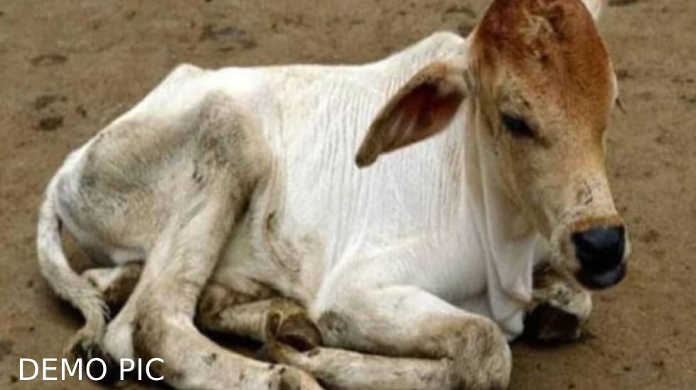 सरायपाली : बछड़े को मारकर काटने के आरोप में दो लोगों के खिलाफ... - CG Sandesh