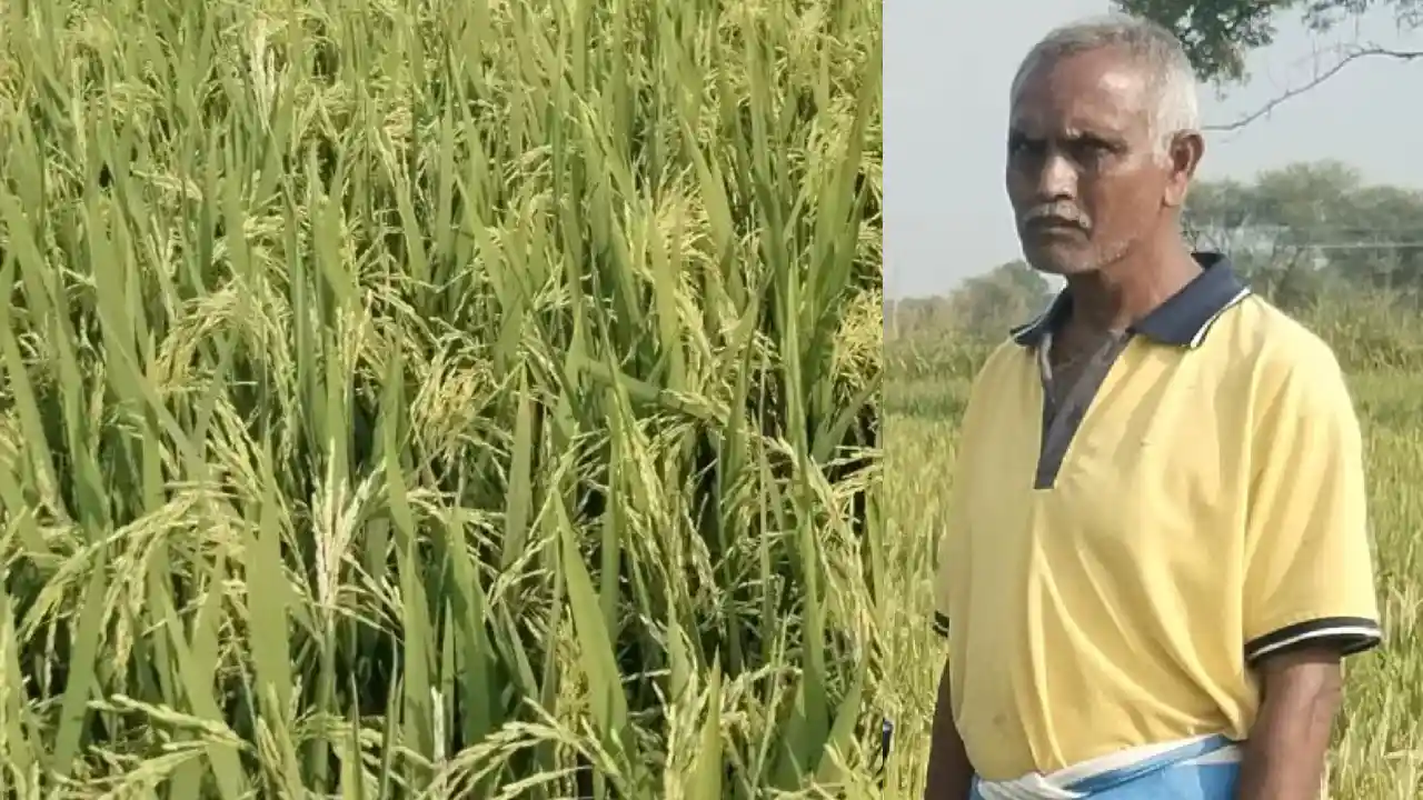 CG : धान की इस किस्म से कम पानी में होगी जबरदस्त पैदावार