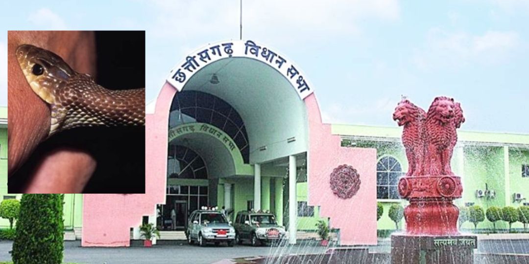 CG : सदन में गूंजा सर्पदंश से मौत पर मुआवजा में अनियमितता का... - CG Sandesh