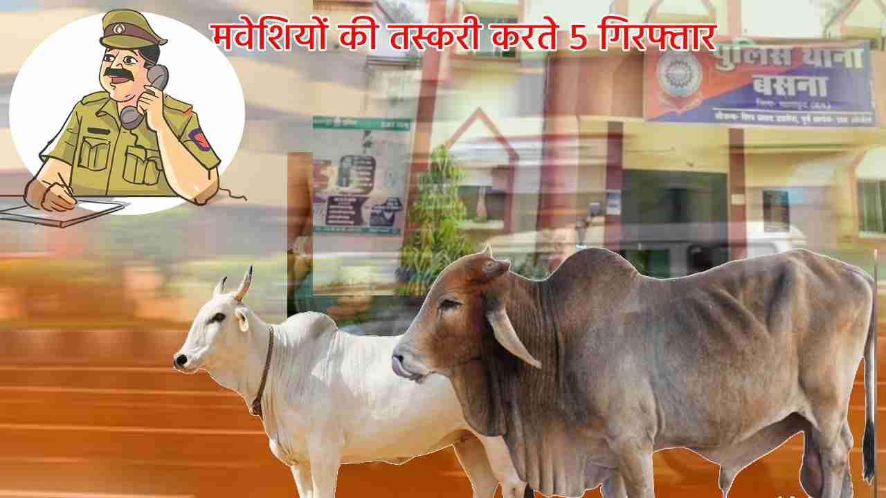 बसना : 42 मवेशियों को ले जा रहे थे ओड़िशा, 5 लोग पुलिस की गिर... - CG Sandesh