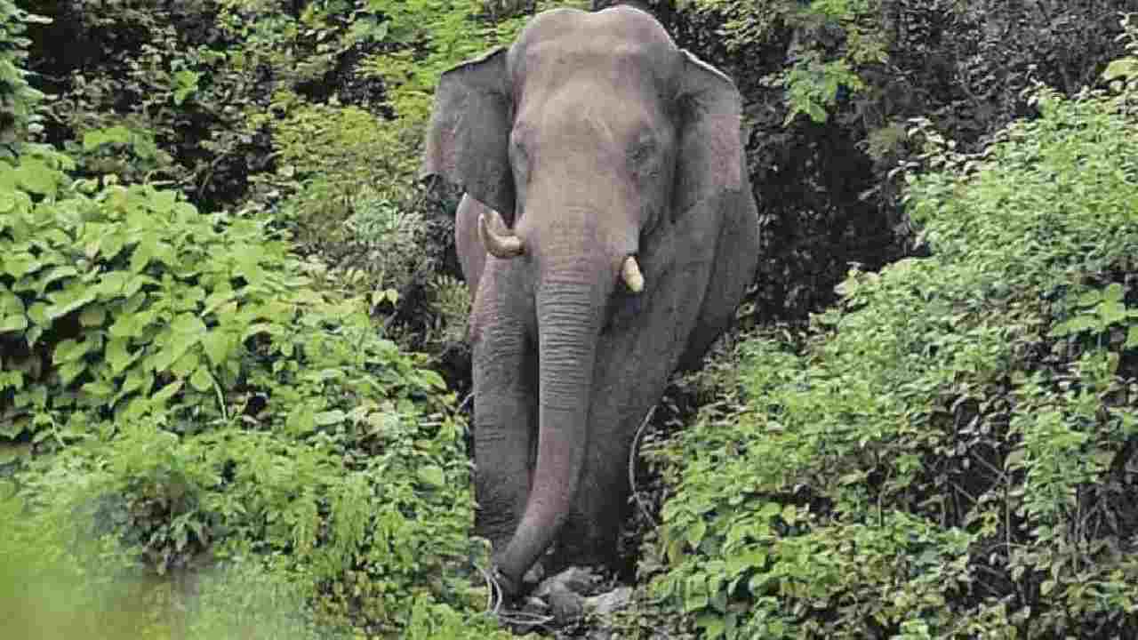 CG : मशरूम बिनने गई महिला पर हाथी ने किया हमला, मौत