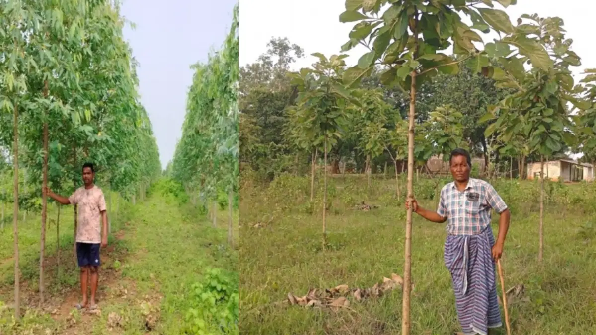 महासमुंद : जिले के 841 हितग्राहियों ने 2148.89 एकड़ में लगाए ... - CG Sandesh