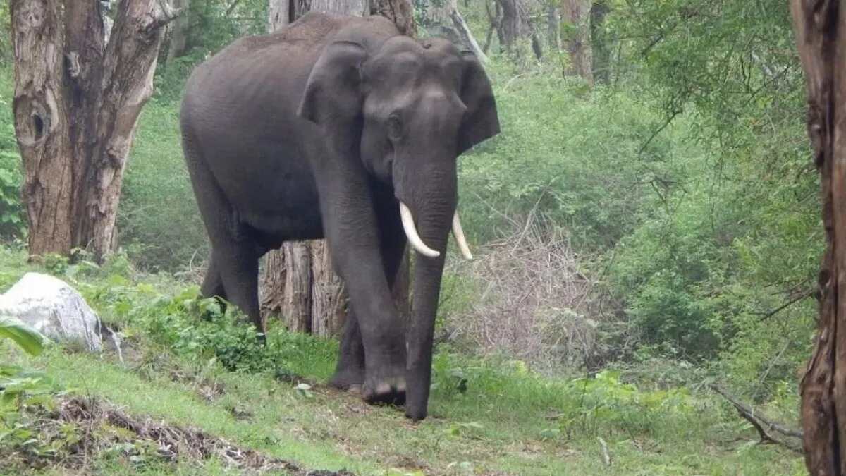CG : बारनवापारा अभयारण्य क्षेत्र में दंतैल हाथी के हमले से ग्रामीण की मौत, आसपास के गांवों में हाई अलर्ट जारी 
