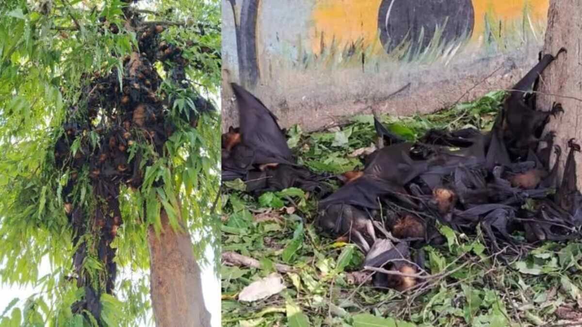  छत्तीसगढ़ में बीमारी से नहीं हुई 200 चमगादड़ों की मृत्यु, प्र... - CG Sandesh