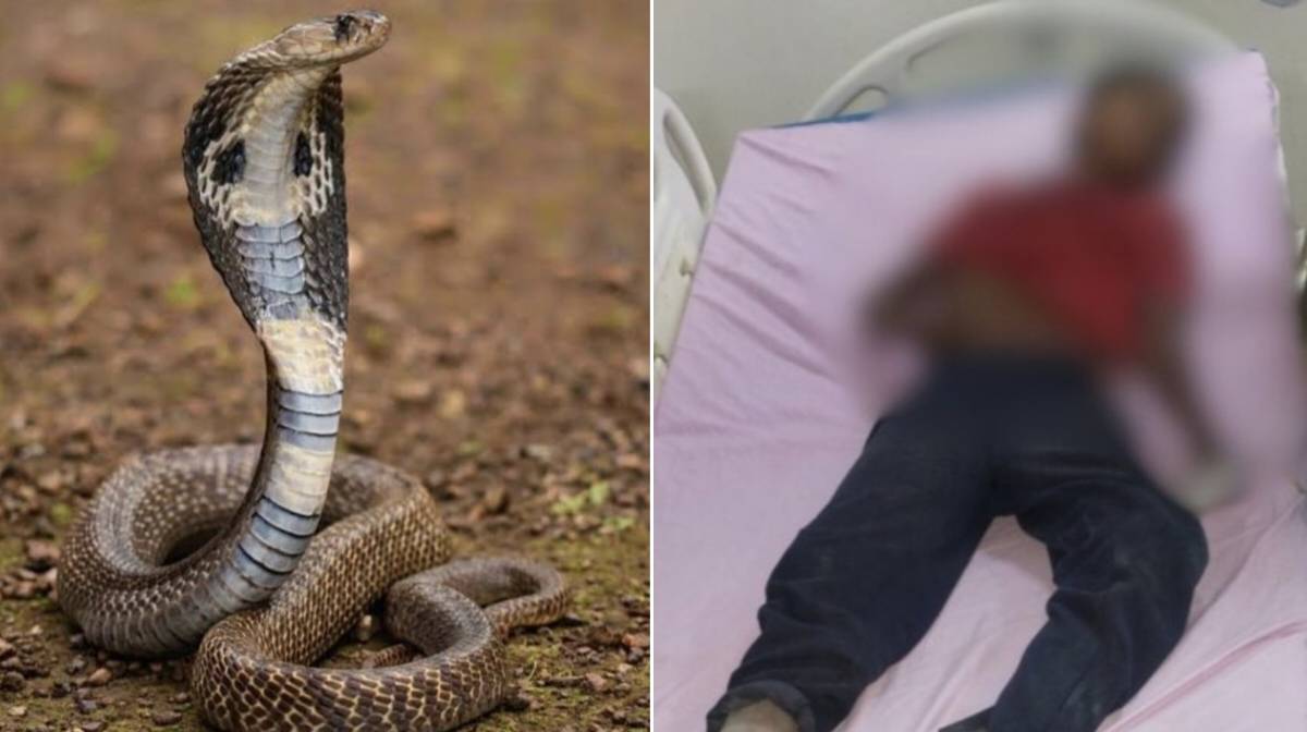 CG: अंधविश्वास की भेंट चढ़ा 11 साल का मासूम, सांप के काटने के बाद परिजन कराते रहे झाड़फूंक, हुई मौत
