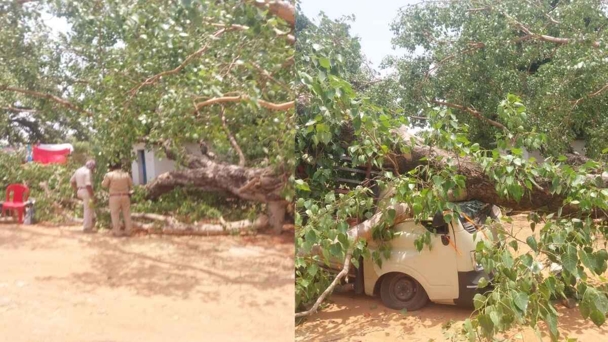 CG : सुशासन तिहार कार्यक्रम के दौरान गिरा विशालकाय पेड़, सात लोग घायल