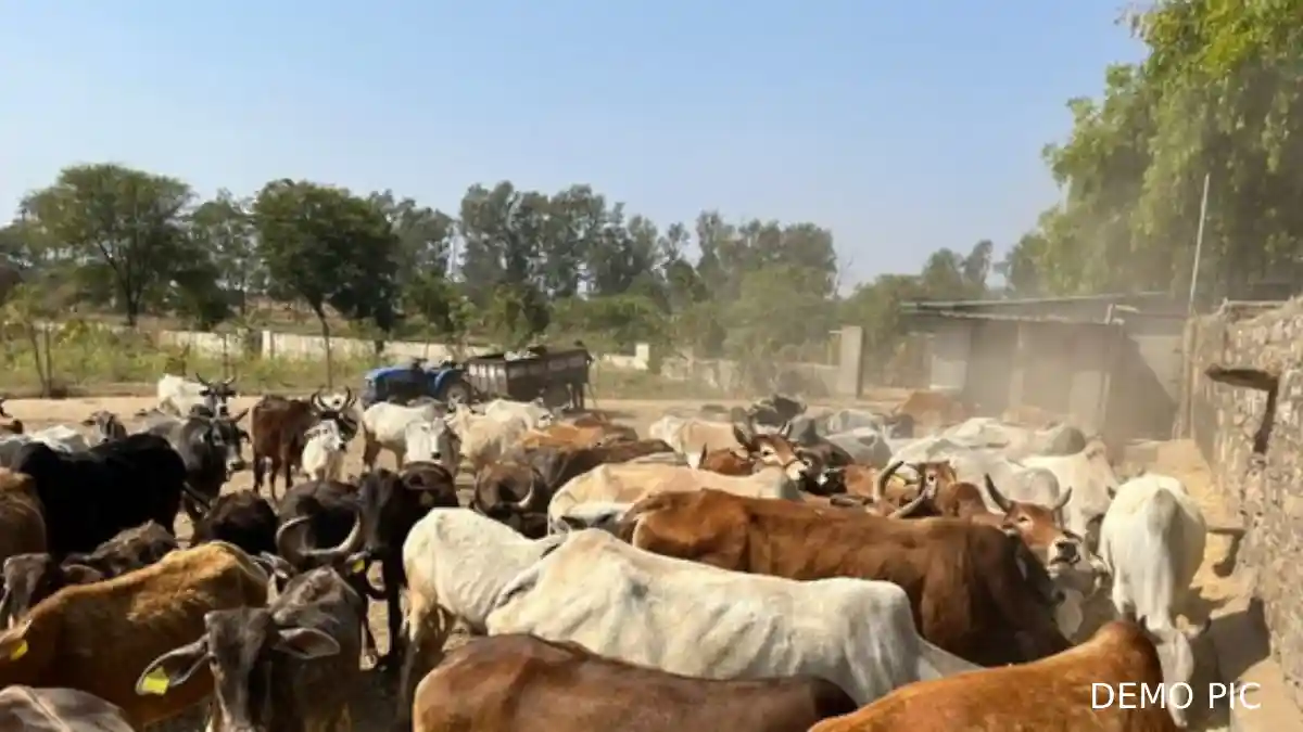 बसना : मवेशियों को ले जा रहे थे क़त्लखाना, 2 पुलिस के गिरफ्त ... - CG Sandesh