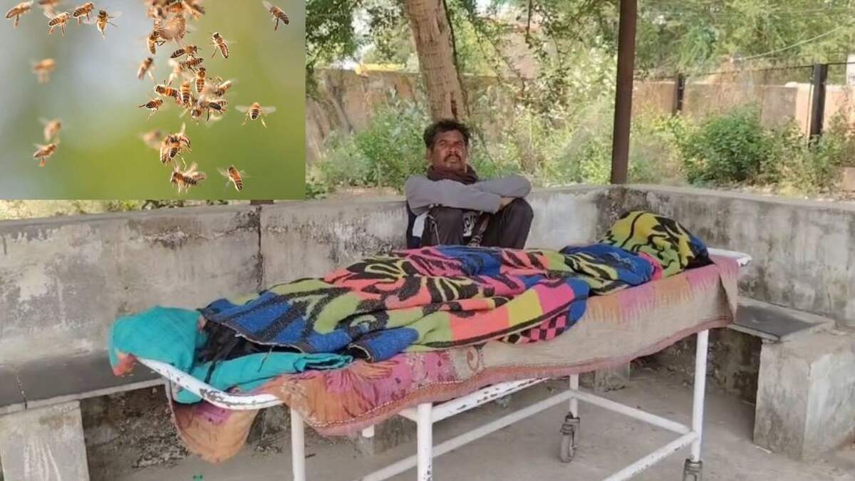 CG : सास और दामाद पर मधुमक्खियों के झुंड ने किया हमला, महिला की मौत  