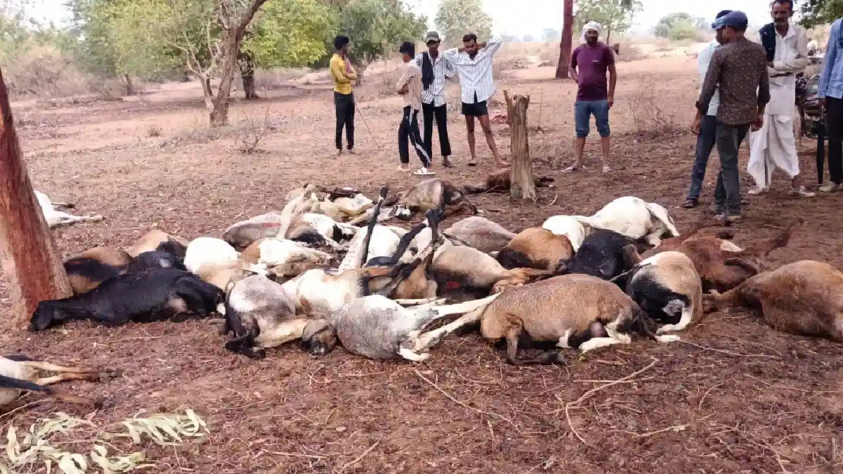 CG : आकाशीय बिजली से 40 भेड़-बकरियों की मौत - CG Sandesh