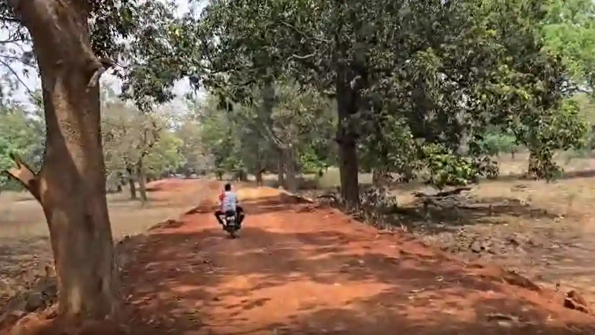 छत्तीसगढ़ में यहाँ बनेगी जंगल सफारी - CG Sandesh