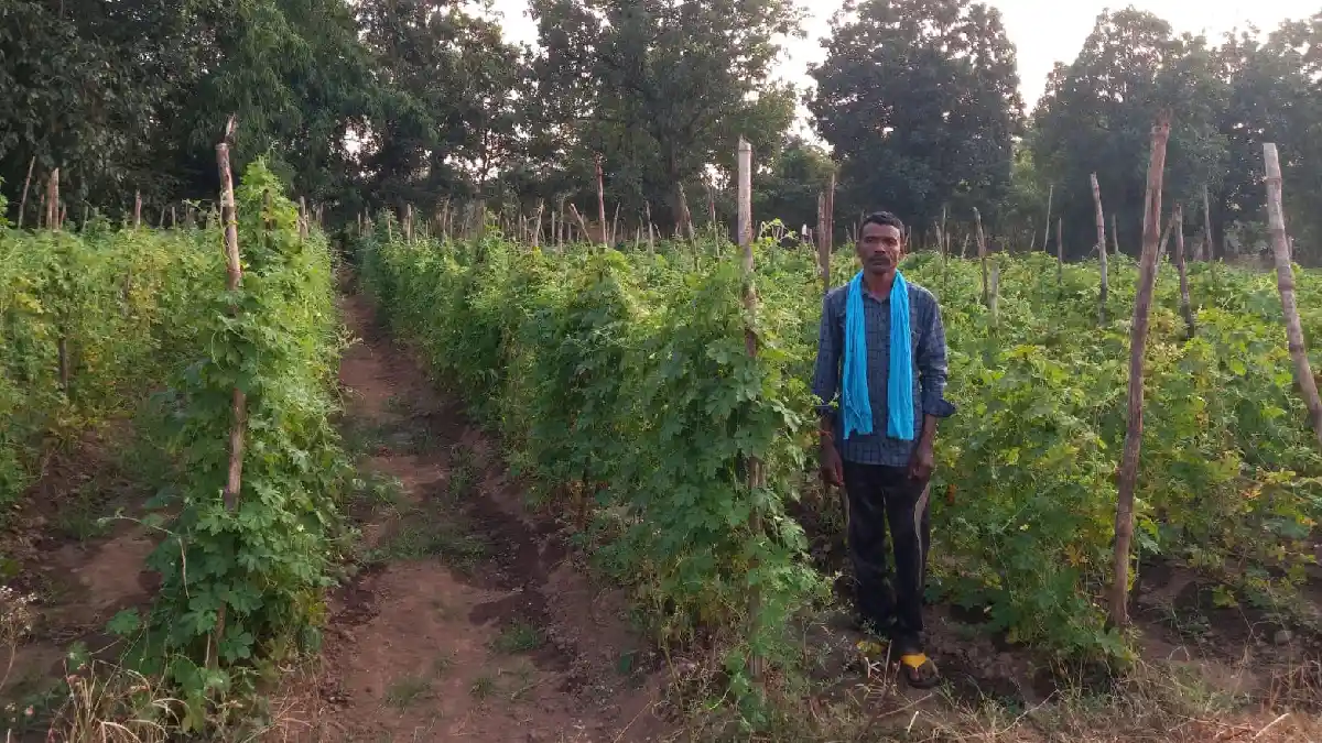 महासमुंद : करेला एवं उद्यानिकी फसलों की उन्नत खेती से ओमनारायण ध्रुव प्राप्त कर रहे बेहतर आय