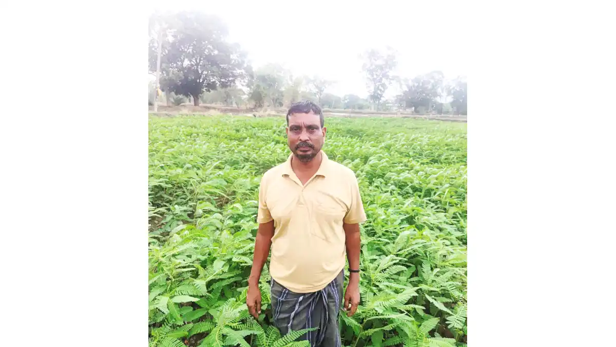 पिथौरा : कृषक रूक्मण और गोकुल ने हरी खाद तकनीक अपनाकर भूमि क... - CG Sandesh