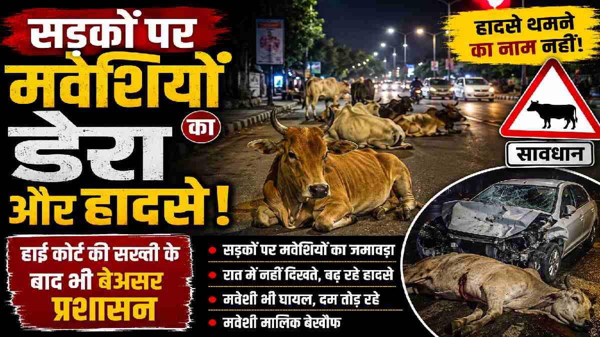 CG : छुईखदान में सड़कों पर मवेशियों का डेरा, बढ़ रहे हादसे; ... - CG Sandesh