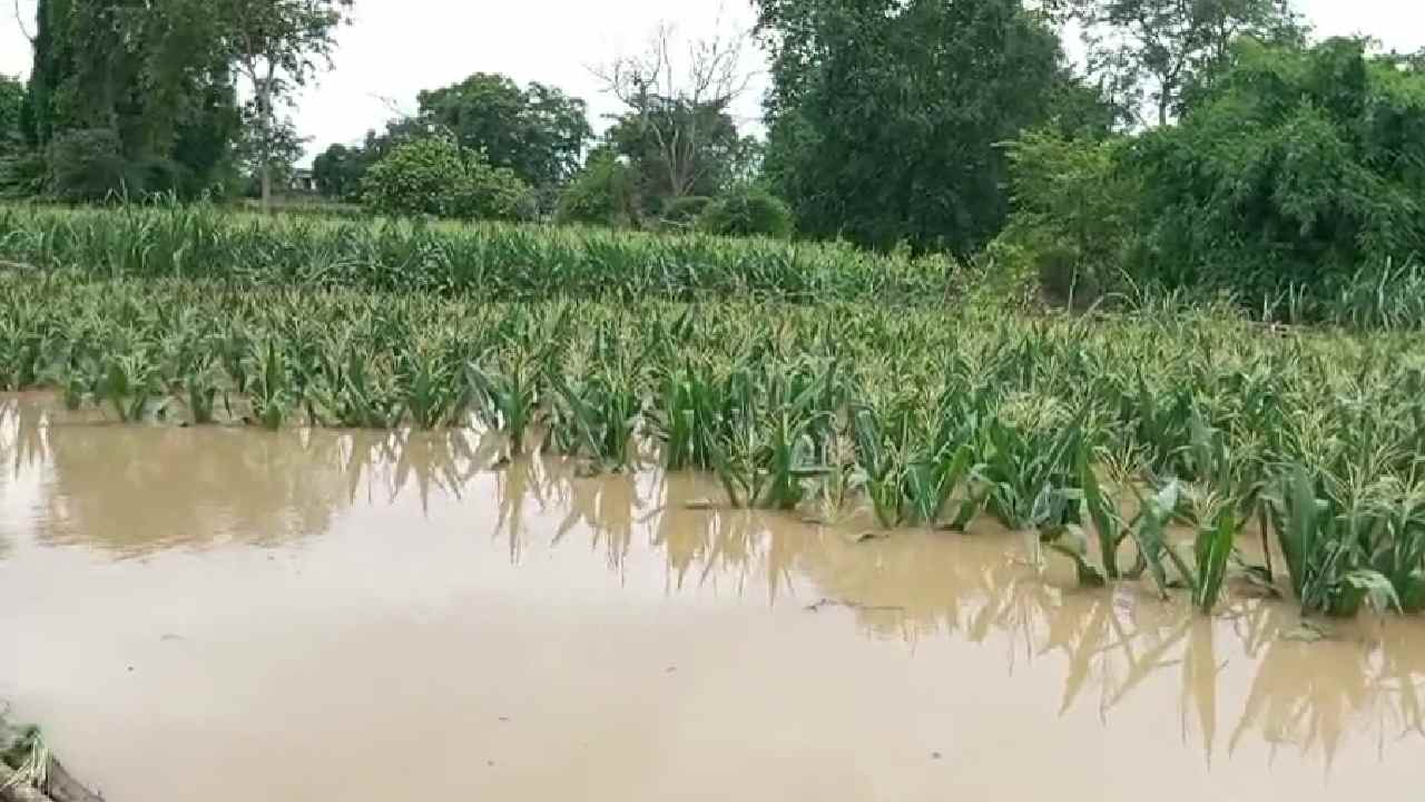 महानदी में उफान से हजारों एकड़ फसल जलमग्न, एक दर्जन से अधिक गांव बाढ़ की चपेट में